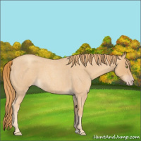 Horse Color:Gold Champagne Roan
