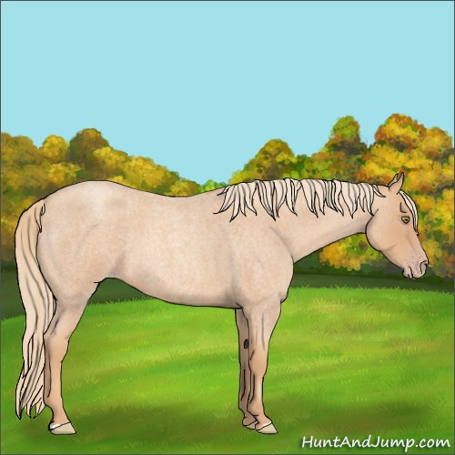 Horse Color:Gold Champagne Roan