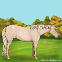 Horse Color:Gold Champagne Roan 