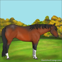 Horse Color:Bay Tobiano 