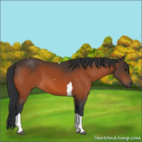 Horse Color:Bay Tobiano 