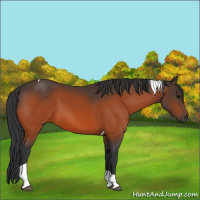 Horse Color:Bay Tobiano