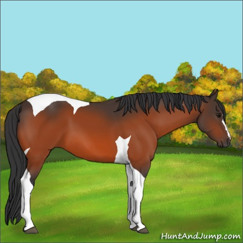Horse Color:Bay Tobiano