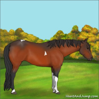 Horse Color:Bay Tobiano 