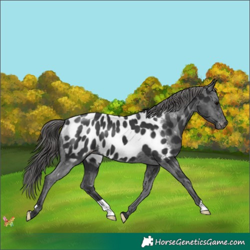Horse Color:Black Appaloosa 