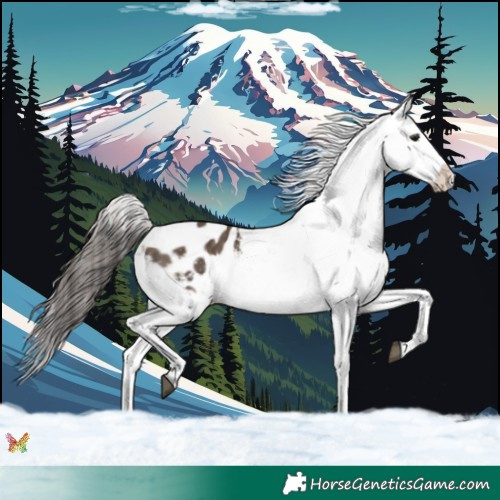 Horse Color:Brown Dun Appaloosa 