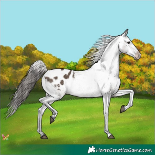 Horse Color:Brown Dun Appaloosa 