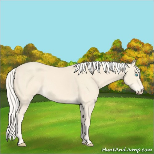 Horse Color:Cremello 