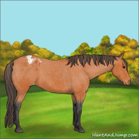 Horse Color:Bay Appaloosa 