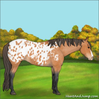 Horse Color:Bay Near Leopard