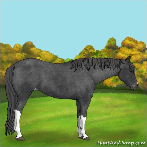 Horse Color:Black Appaloosa 