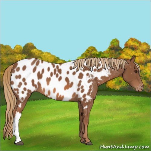 Horse Color:Chestnut Near Leopard