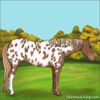 Horse Color:Chestnut Near Leopard
