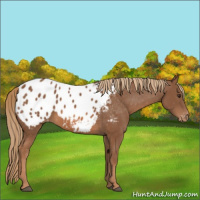 Horse Color:Chestnut Appaloosa 
