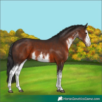 Horse Color:White Spotted Brown 