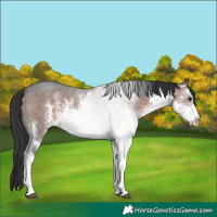 Horse Color:White Spotted Brown Sabino 