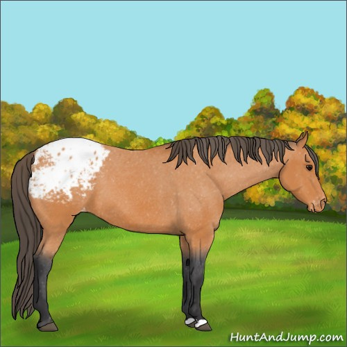 Horse Color:Bay Blanket
