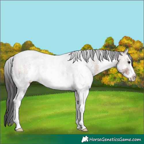 Horse Color:White Spotted Brown Sabino