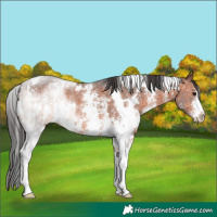 Horse Color:White Spotted Brown Sabino 