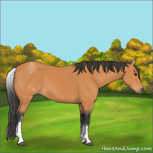 Horse Color:White Spotted Bay 