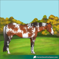 Horse Color:White Spotted Bay 
