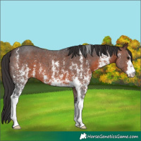 Horse Color:Brown Sabino