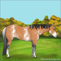 Horse Color:White Spotted Bay 