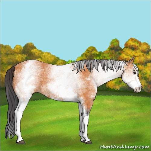 Horse Color:White Spotted Bay 