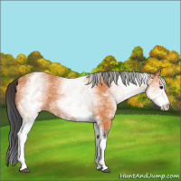 Horse Color:White Spotted Bay 