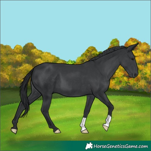 Horse Color:Black Chinchilla 