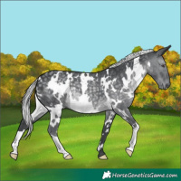 Horse Color:White Spotted Silver Black Chinchilla