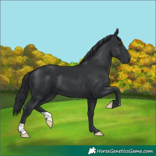 Horse Color:Black Chinchilla 