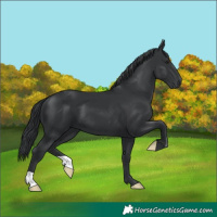 Horse Color:Black Chinchilla 