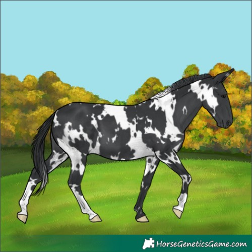 Horse Color:White Spotted Black Chinchilla 