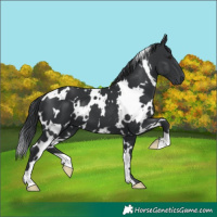 Horse Color:White Spotted Black Chinchilla 