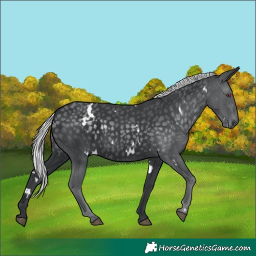 Horse Color:White Spotted Silver Black Chinchilla 