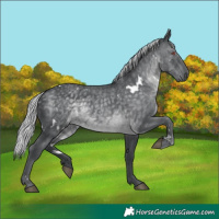 Horse Color:White Spotted Silver Black Chinchilla 