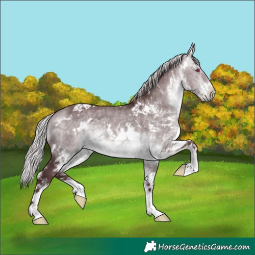 Horse Color:White Spotted Chocolate Silver Brown Chinchilla