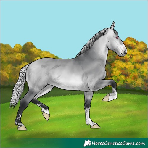 Horse Color:Silver Bay Chinchilla 