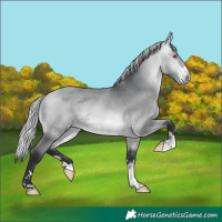 Horse Color:Silver Bay Chinchilla 