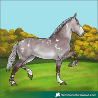 Horse Color:White Spotted Chocolate Silver Bay Chinchilla 