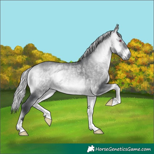 Horse Color:Silver Bay Chinchilla Onyx