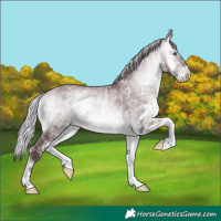 Horse Color:White Spotted Chocolate Silver Bay Chinchilla Onyx 