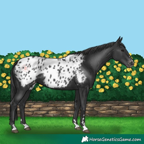 Horse Color:Black Blanket Rabicano