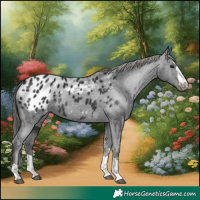 Horse Color:Black Appaloosa Rabicano 