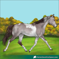 Horse Color:Chocolate Brown Chinchilla Dun Tobiano 