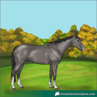 Horse Color:Grullo Sabino Rabicano 