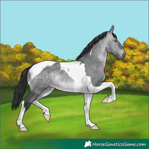 Horse Color:Brown Chinchilla Dun Tobiano 