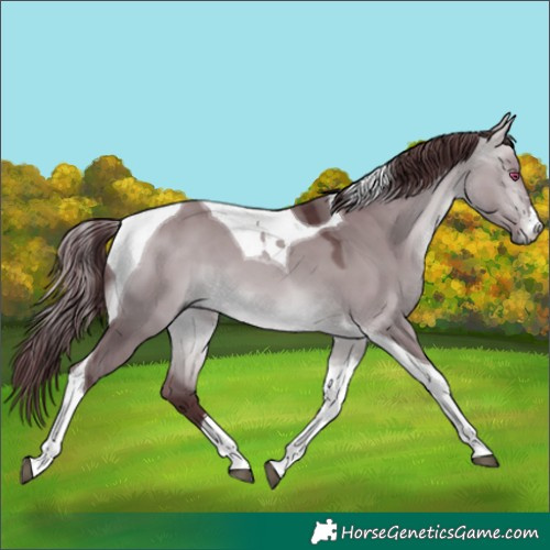 Horse Color:Chocolate Bay Chinchilla Dun Tobiano