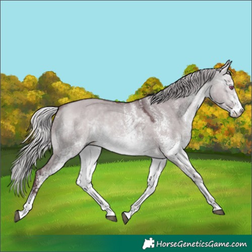 Horse Color:White Spotted Chocolate Silver Bay Chinchilla Dun